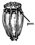 Capsule Poricidal